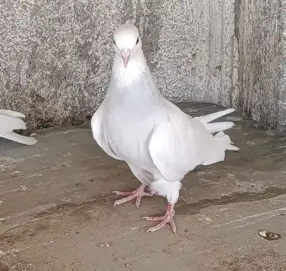 طوقی آبی|پرنده|مبارکه, |دیوار