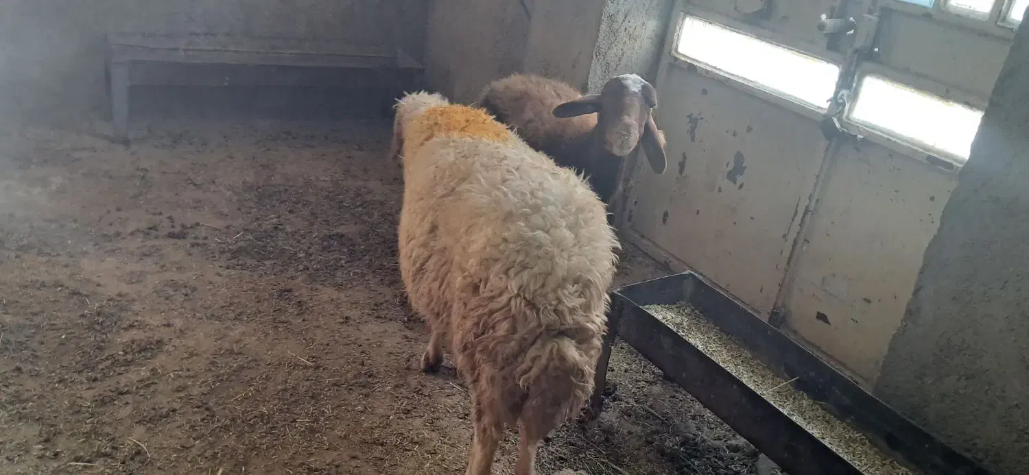 کاور|حیوانات مزرعه|سیوان, |دیوار