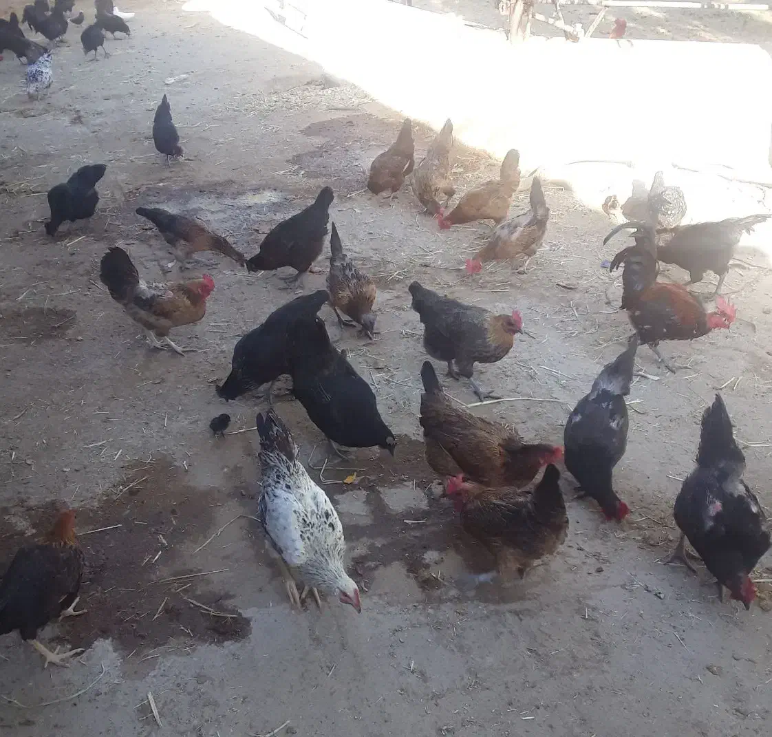 خروس و مرغ رسمی و تخم مرغ رسمی|حیوانات مزرعه|زارچ, |دیوار