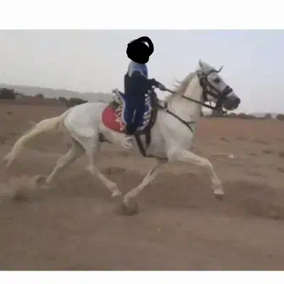 اسب سیلمی|اسب و تجهیزات اسب‌سواری|تیتکانلو, |دیوار