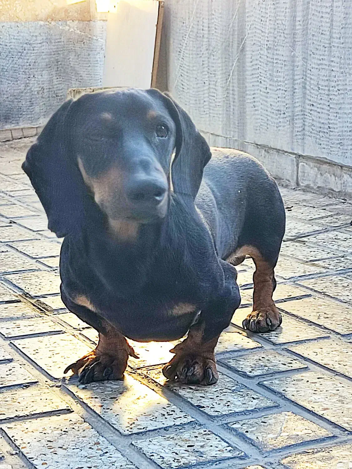 سگ گمشده|حیوانات|حسین آباد, |دیوار