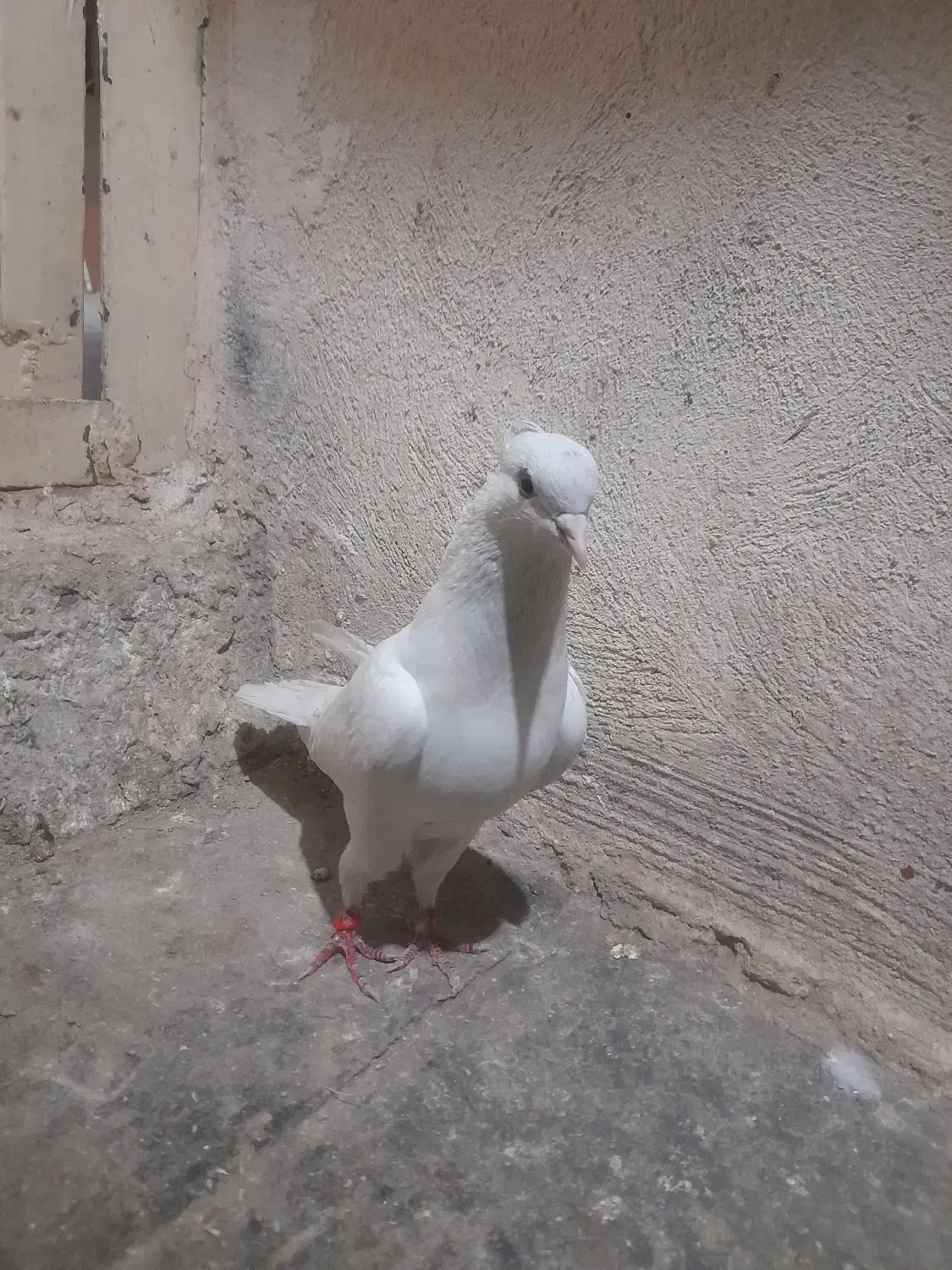 سفید کاکلی|پرنده|ساوه, |دیوار