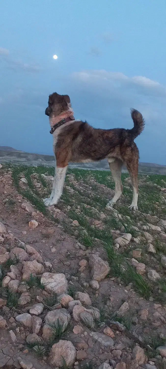 سگ گله ونگهبان بشرط|سگ|پیشخور, |دیوار