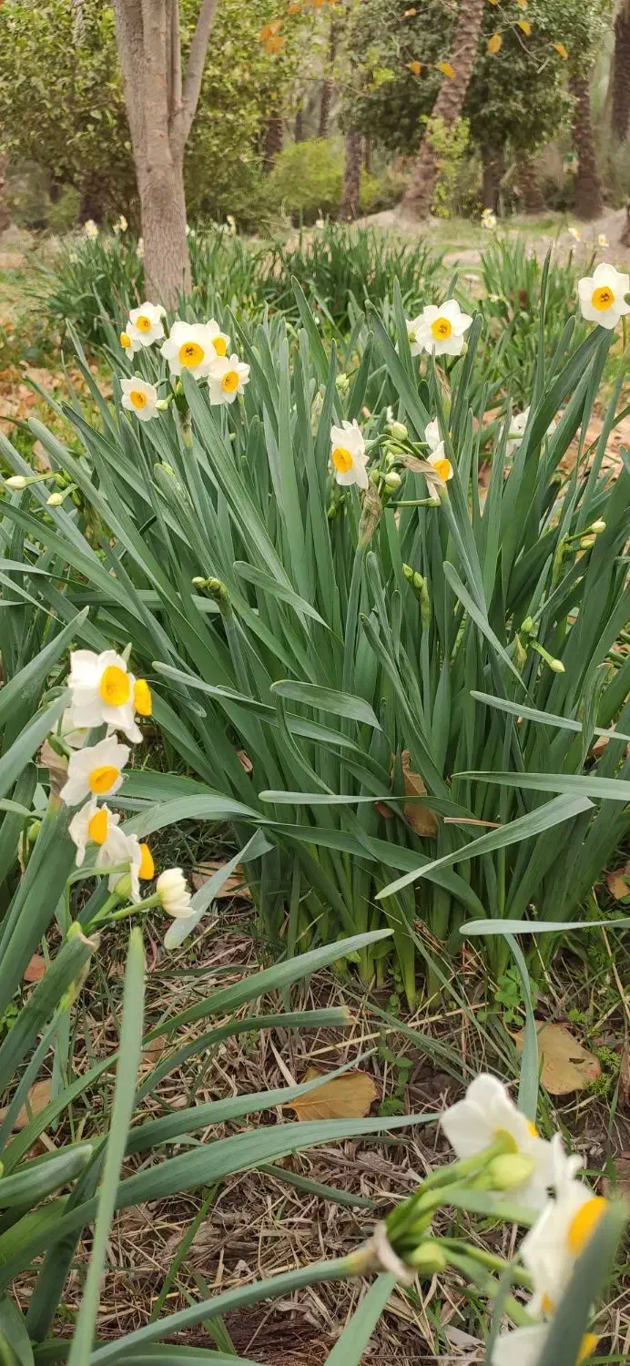 گل نرگس|گل و گیاه طبیعی|ارم, |دیوار