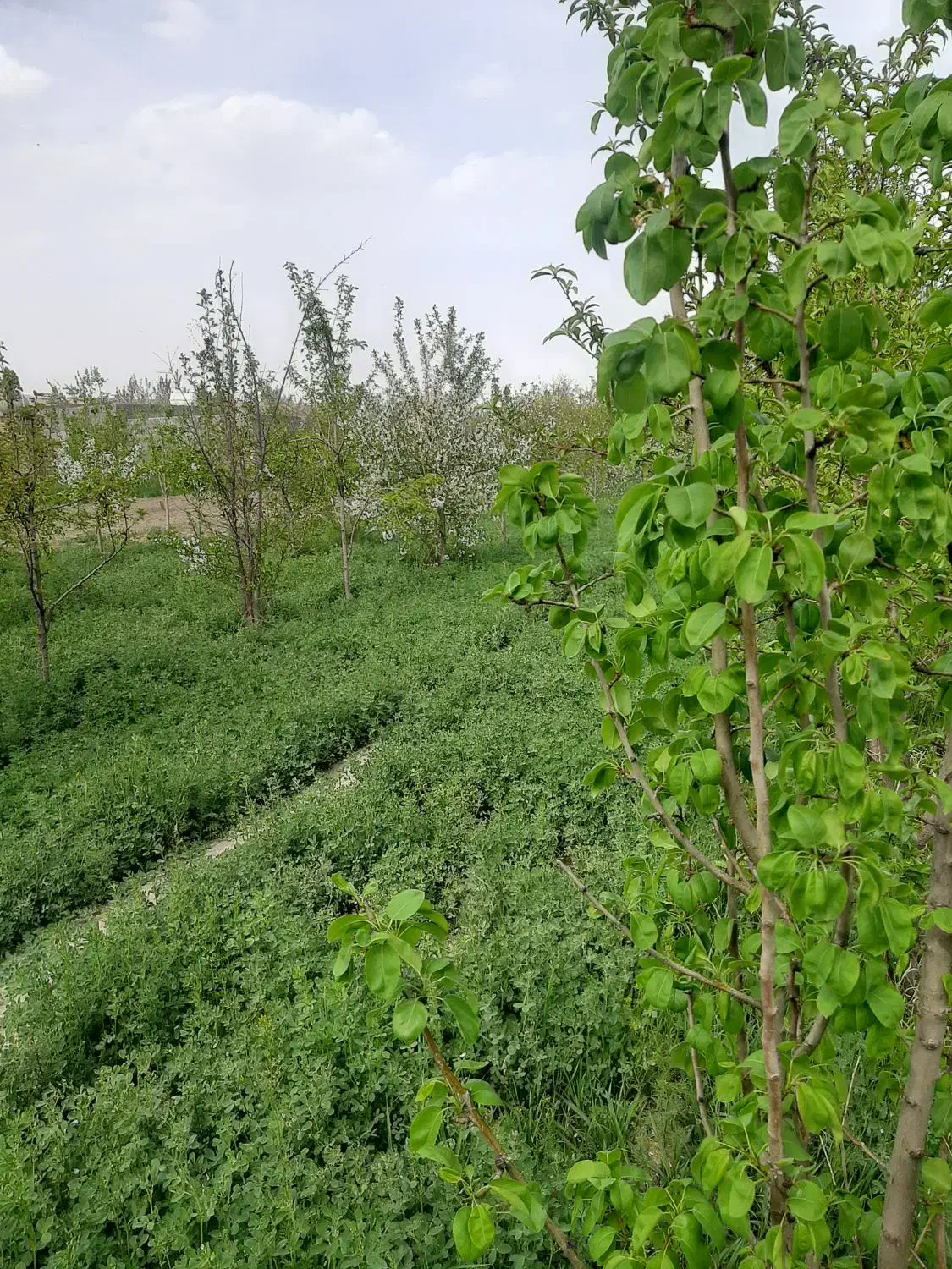 فروش باغ|فروش زمین و ملک کلنگی|گلمکان, |دیوار