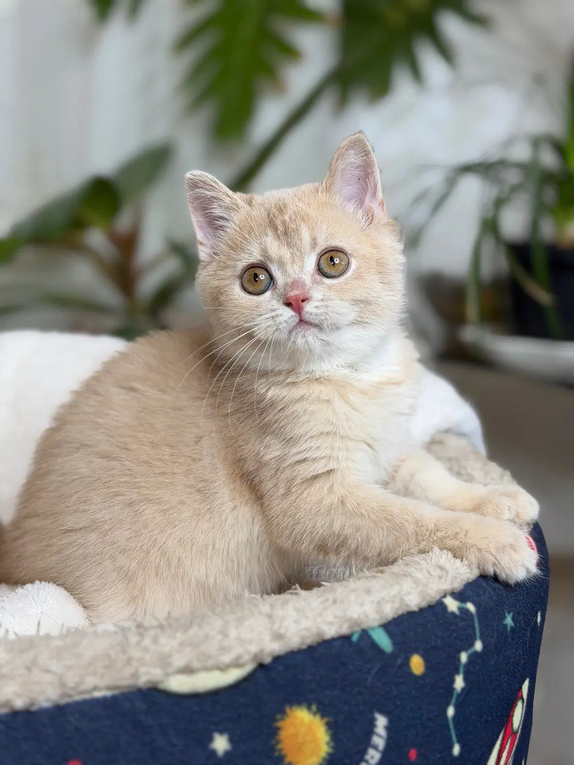 British cat|گربه|تهران, جنتآباد شمالی|دیوار