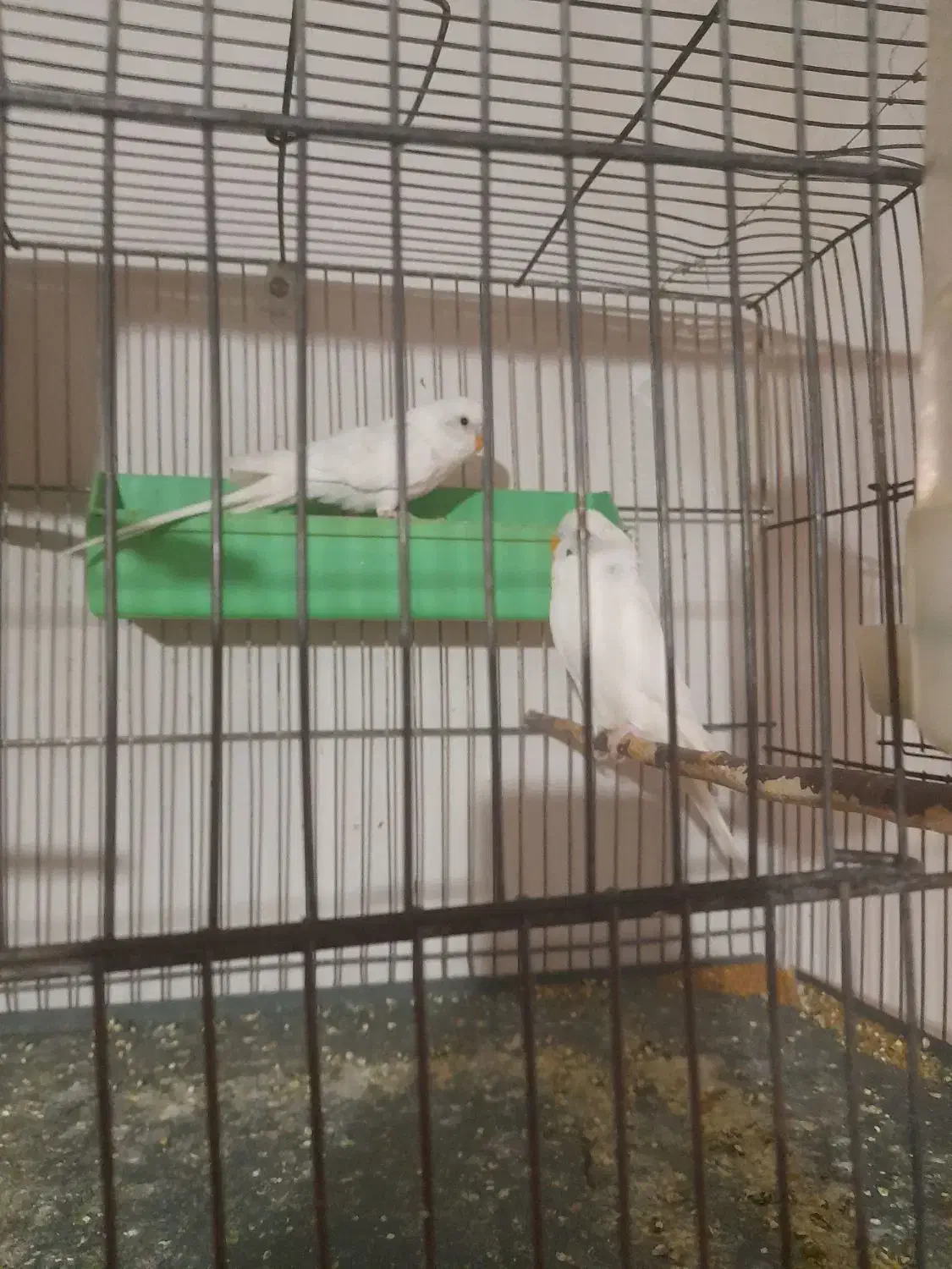 یک جفت مرغ عشق جوان|پرنده|بهار, |دیوار