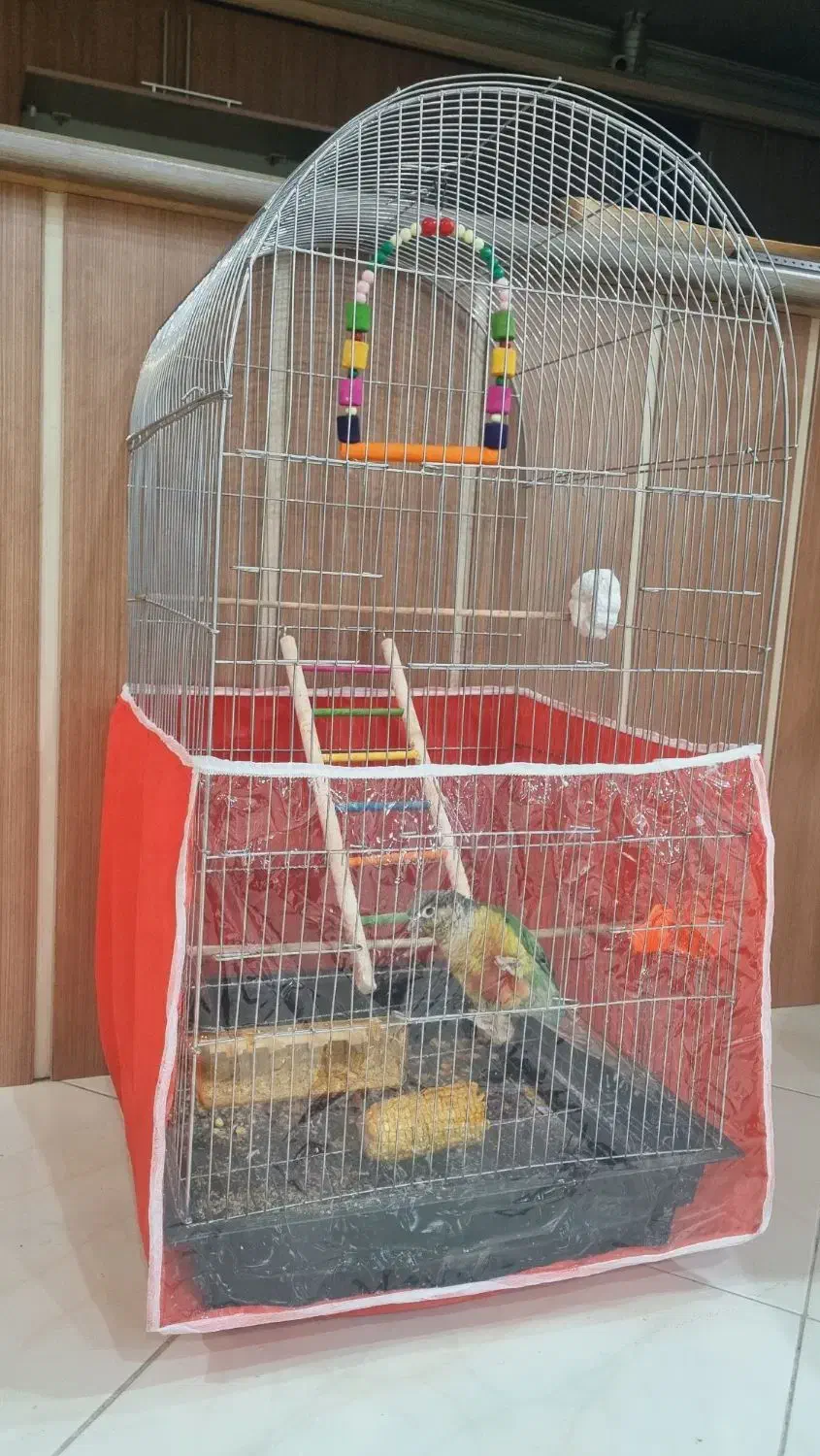 طوطی گرینچیک ۶ ماهه|پرنده|مشهد, ایثار|دیوار