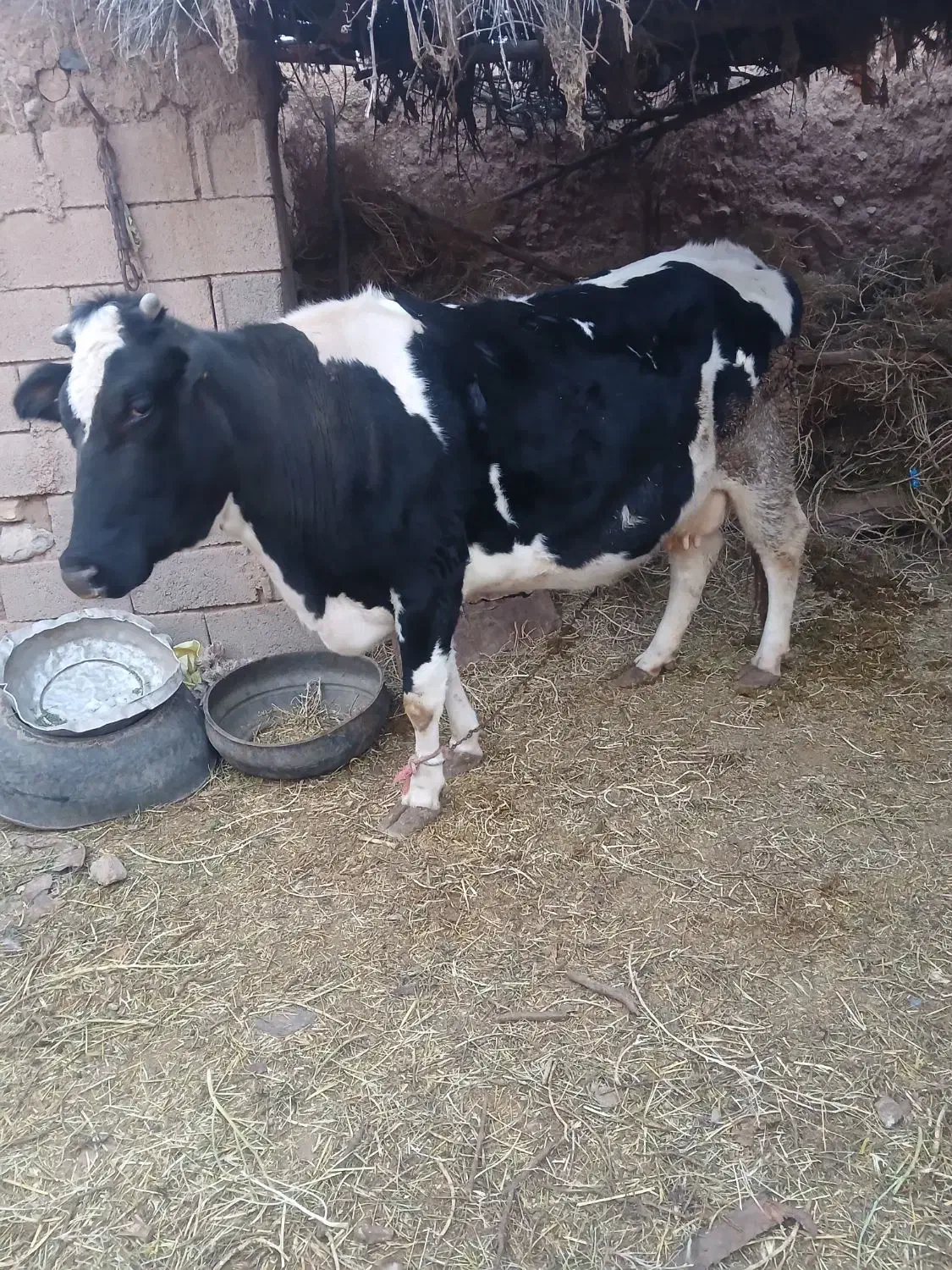 گاو|حیوانات مزرعه|زیرکوه, |دیوار