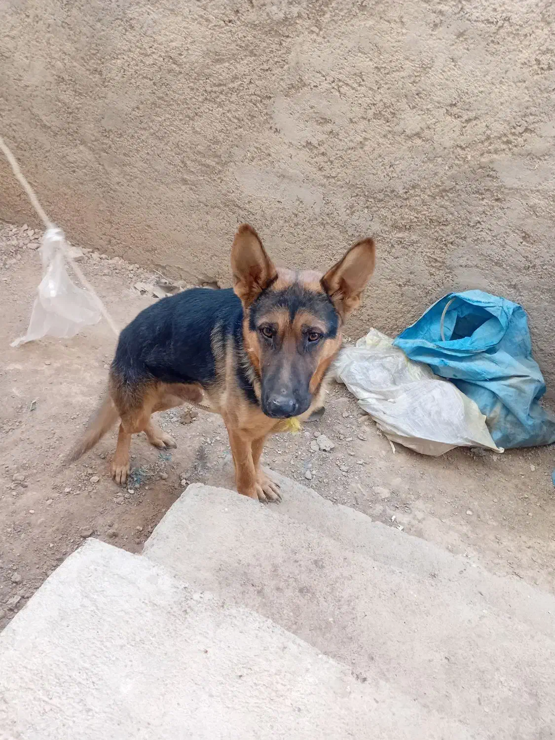 سگ ژرمن|سگ|سیدان, |دیوار