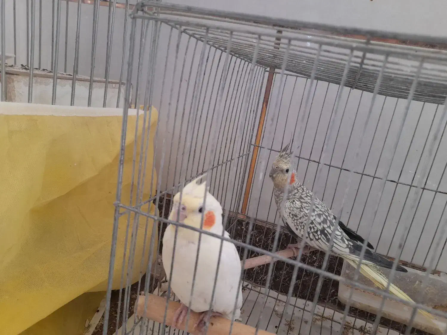 عروس هلندی|پرنده|بردسیر, |دیوار