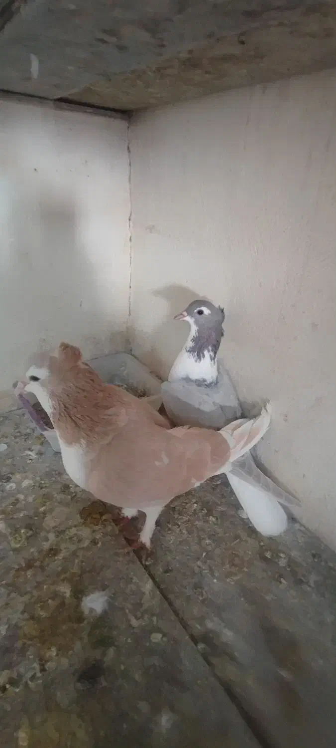 دمگیر کاکلی|پرنده|اصفهان, دانشگاه اصفهان|دیوار