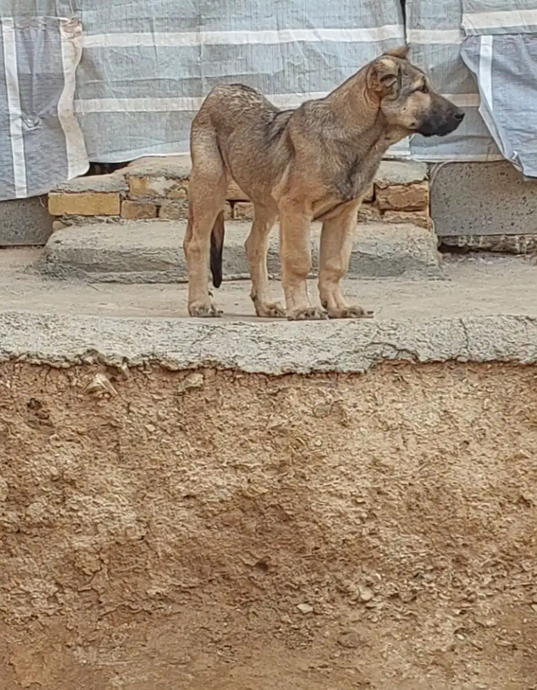 سگ عراقی|سگ|صائین قلعه, |دیوار