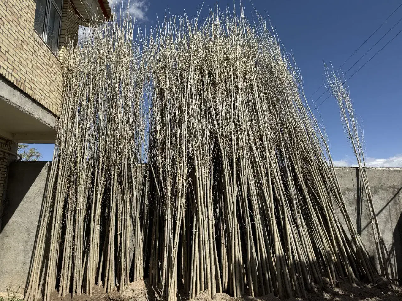 نهال صنوبر مناسب ساماندهی‌فضای‌سبز|خدمات باغبانی و درختکاری|بابل, |دیوار