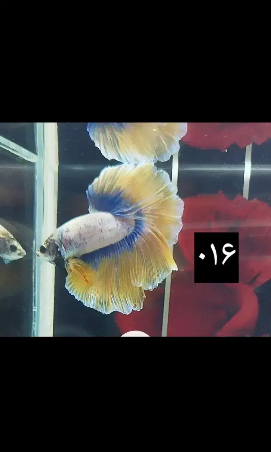 ماهی فایتر|ماهی|نسیم‌شهر, |دیوار