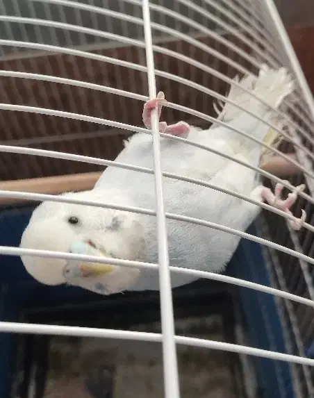 مرغ عشق اسپانگل مولد به شرط|پرنده|سقز, |دیوار