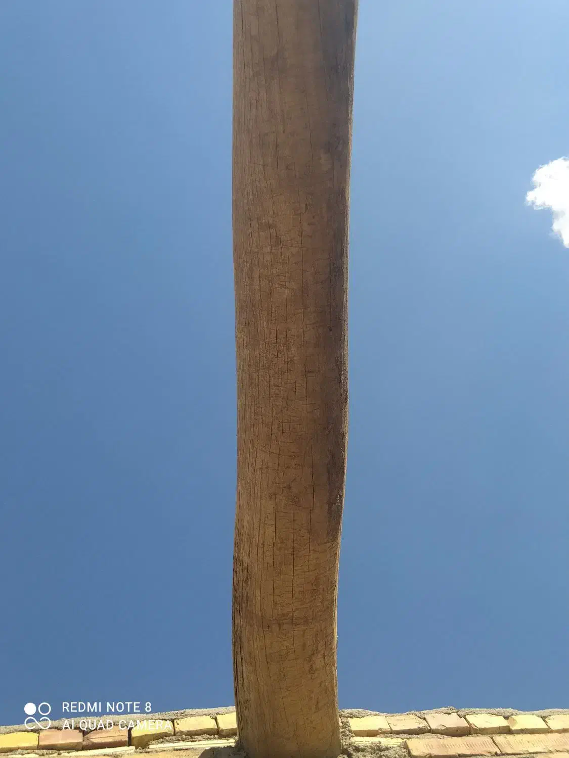 چوب لنگری قره اغاج|گل و گیاه طبیعی|سراب, |دیوار