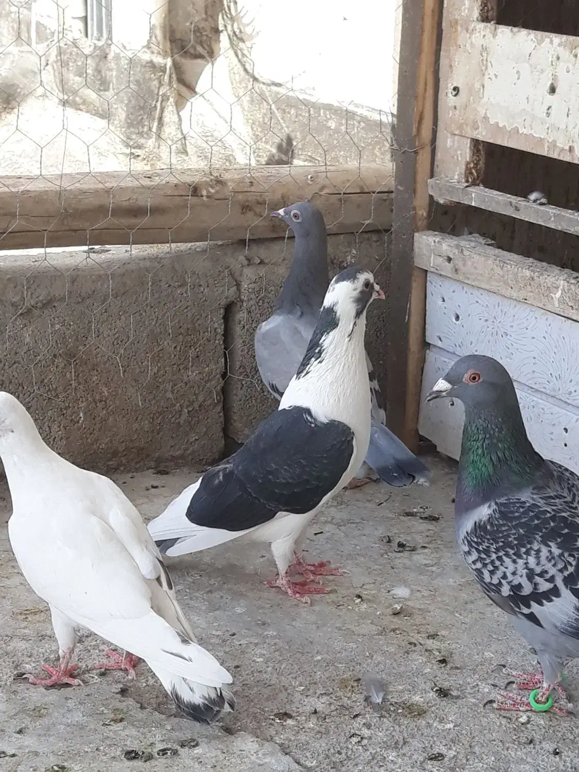 کبوتر آلمانی سبزوسفیدورنگه|پرنده|مشهد, امیریه|دیوار