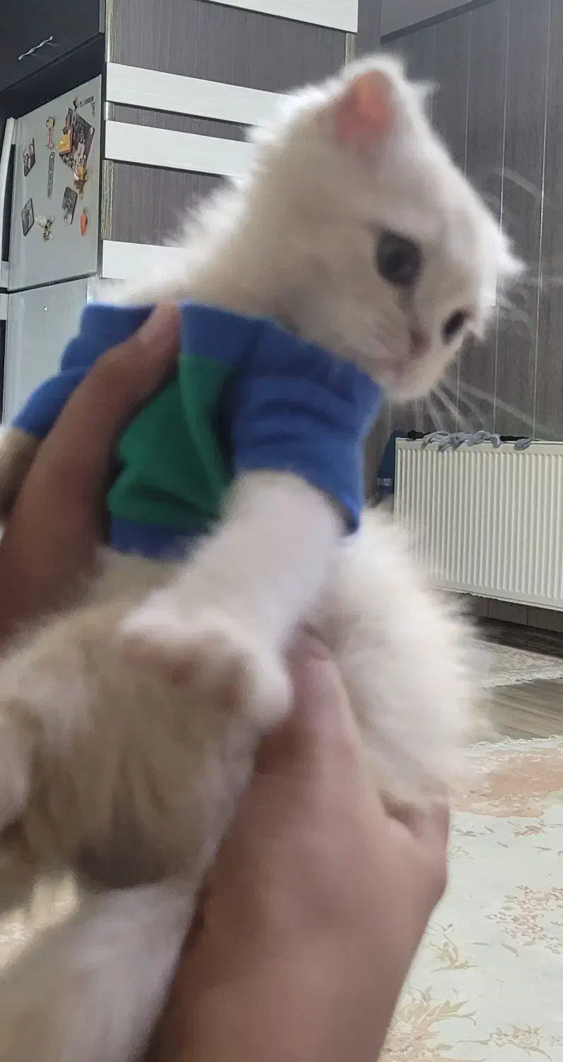 گربه اسکاتیش شناسنامه دارد|گربه|اصفهان, جلالیه|دیوار