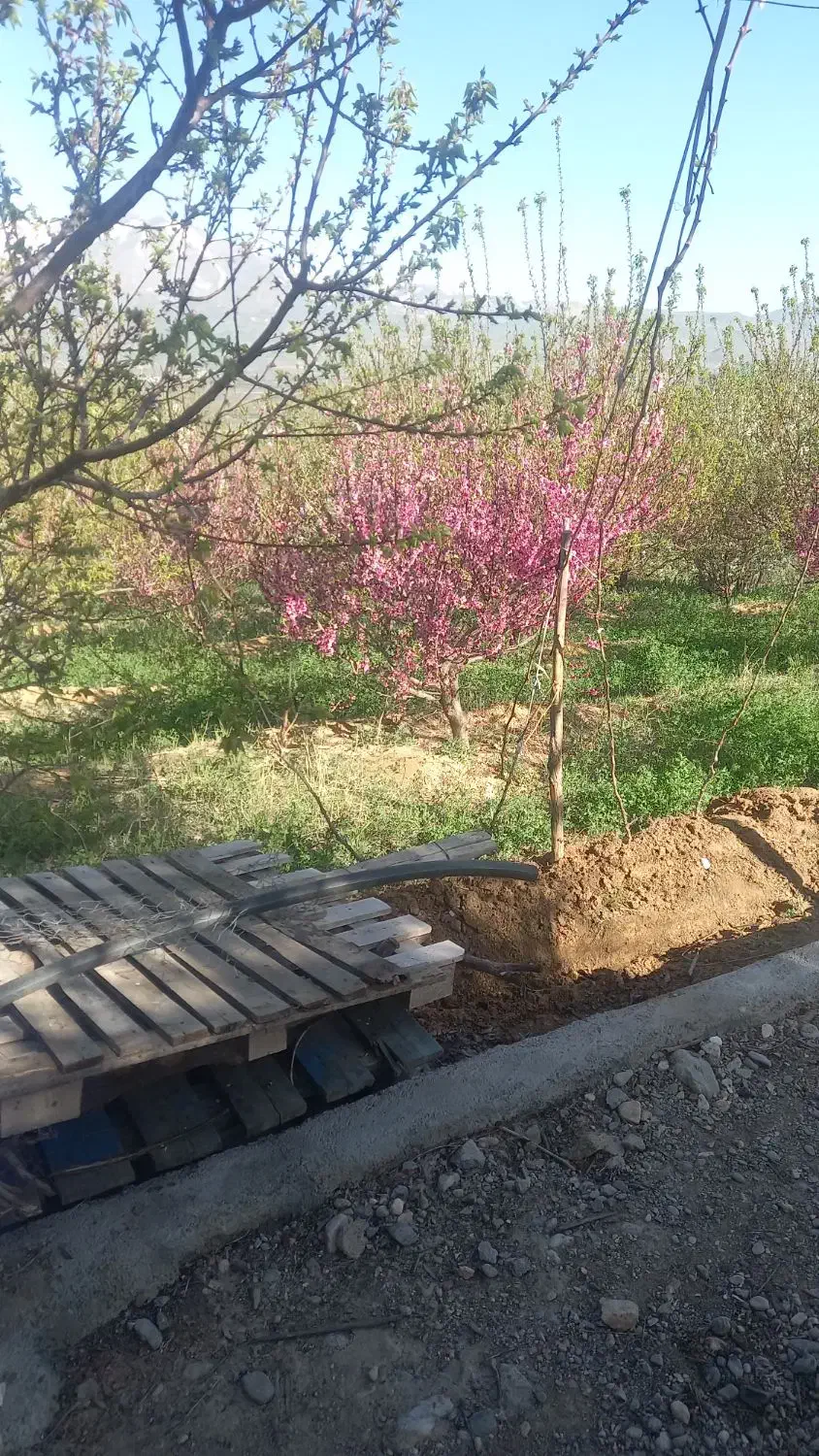 نظافت انجام میدم|خدمات نظافت|زاهدان, |دیوار