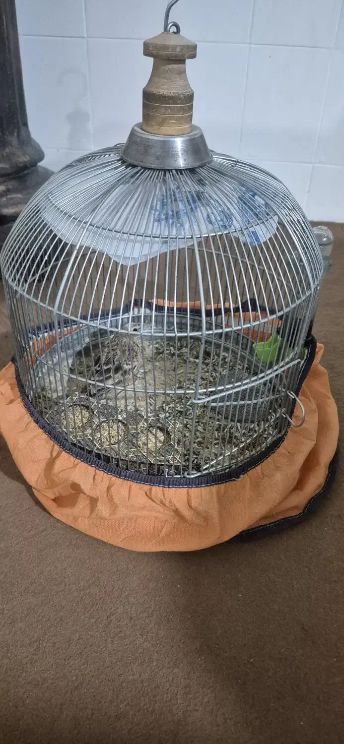 پرنده|پرنده|شیراز, شهرک گلستان|دیوار