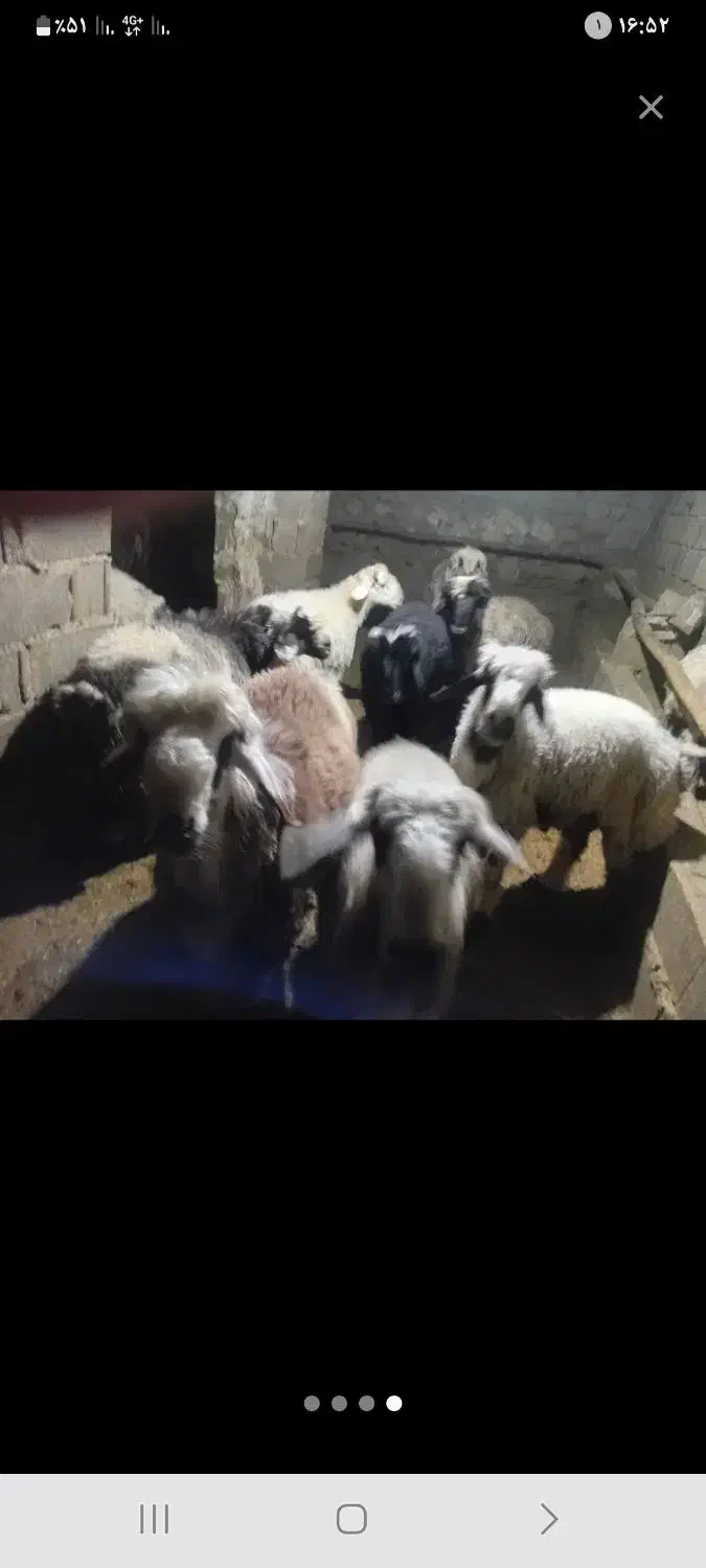 میش معاوضه  بابز|حیوانات مزرعه|آباده, |دیوار