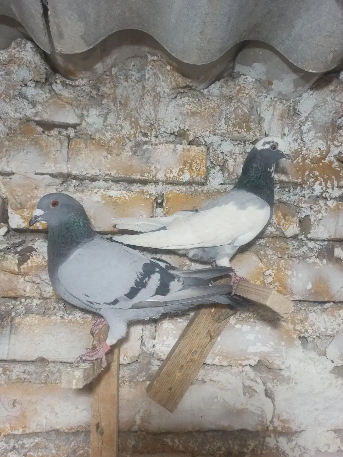 نر و ماده سوز و پلنگ سوز و ماده پلنگ سیاه|پرنده|کازرون, |دیوار