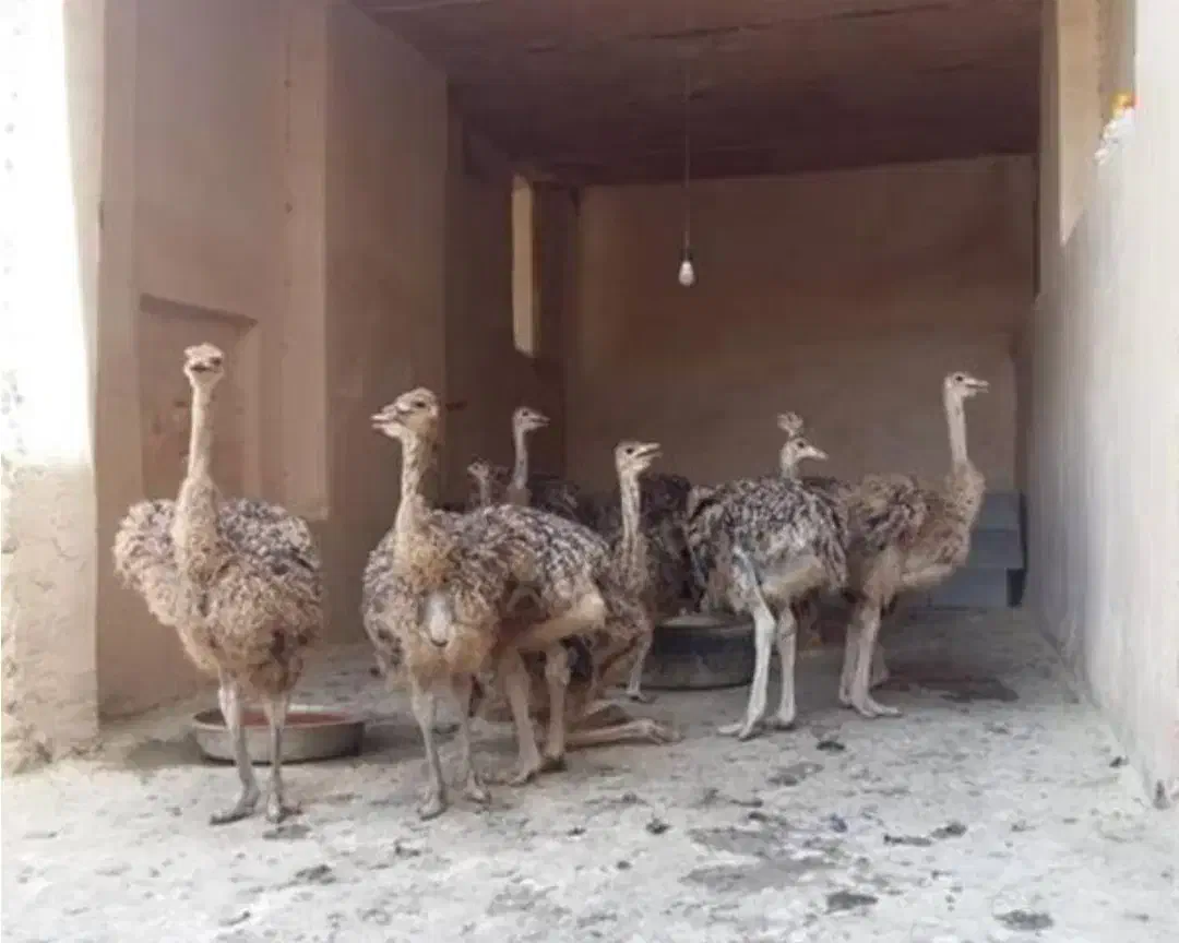 شترمرغ وبوقلمون|حیوانات مزرعه|خمینیشهر, |دیوار