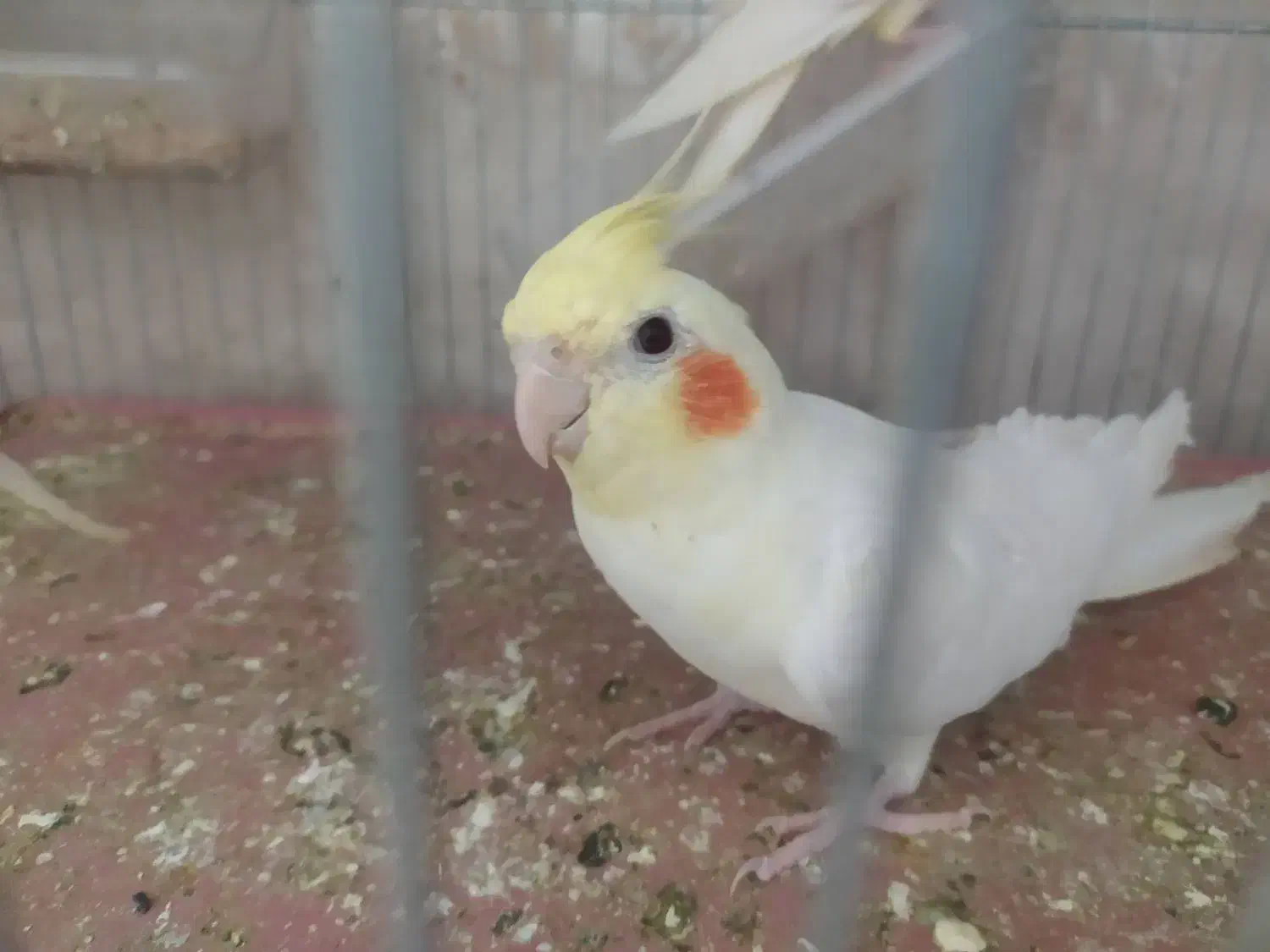 عروس هلندی|پرنده|قم, نیروگاه|دیوار