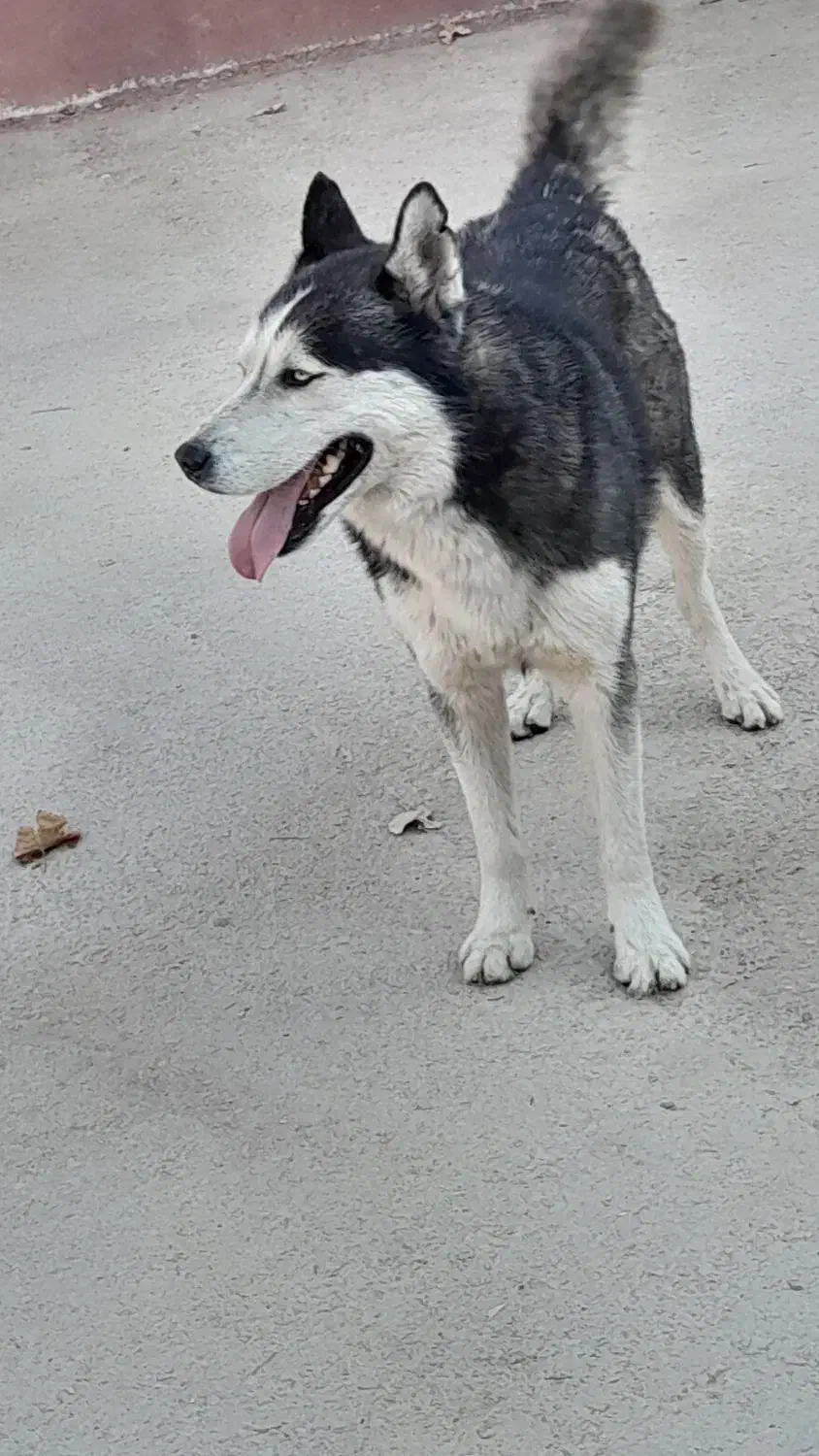 هاسگی خوش قیمت|سگ|شیراز, منطقه هوایی شهید دوران|دیوار