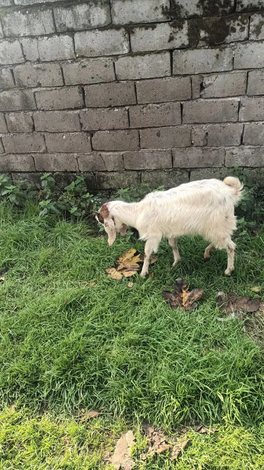 بز بزغاله پاکستانی ماده|حیوانات مزرعه|دابودشت, |دیوار