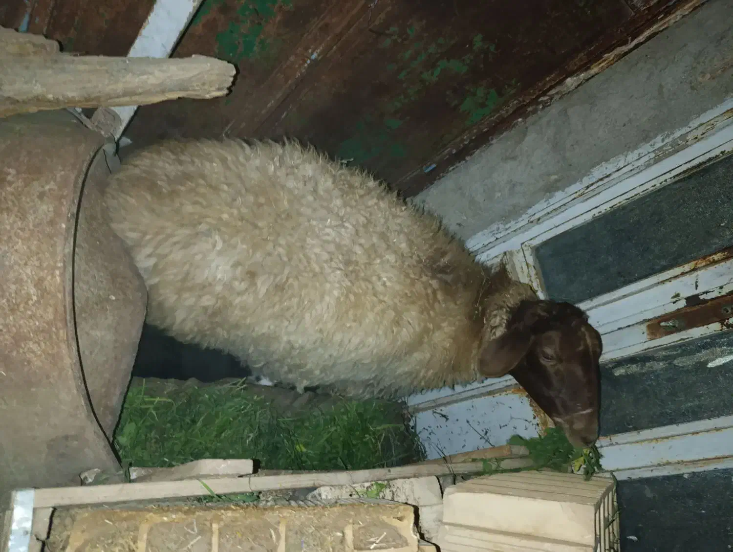 میش افشاری سرخ|حیوانات مزرعه|طبس, |دیوار