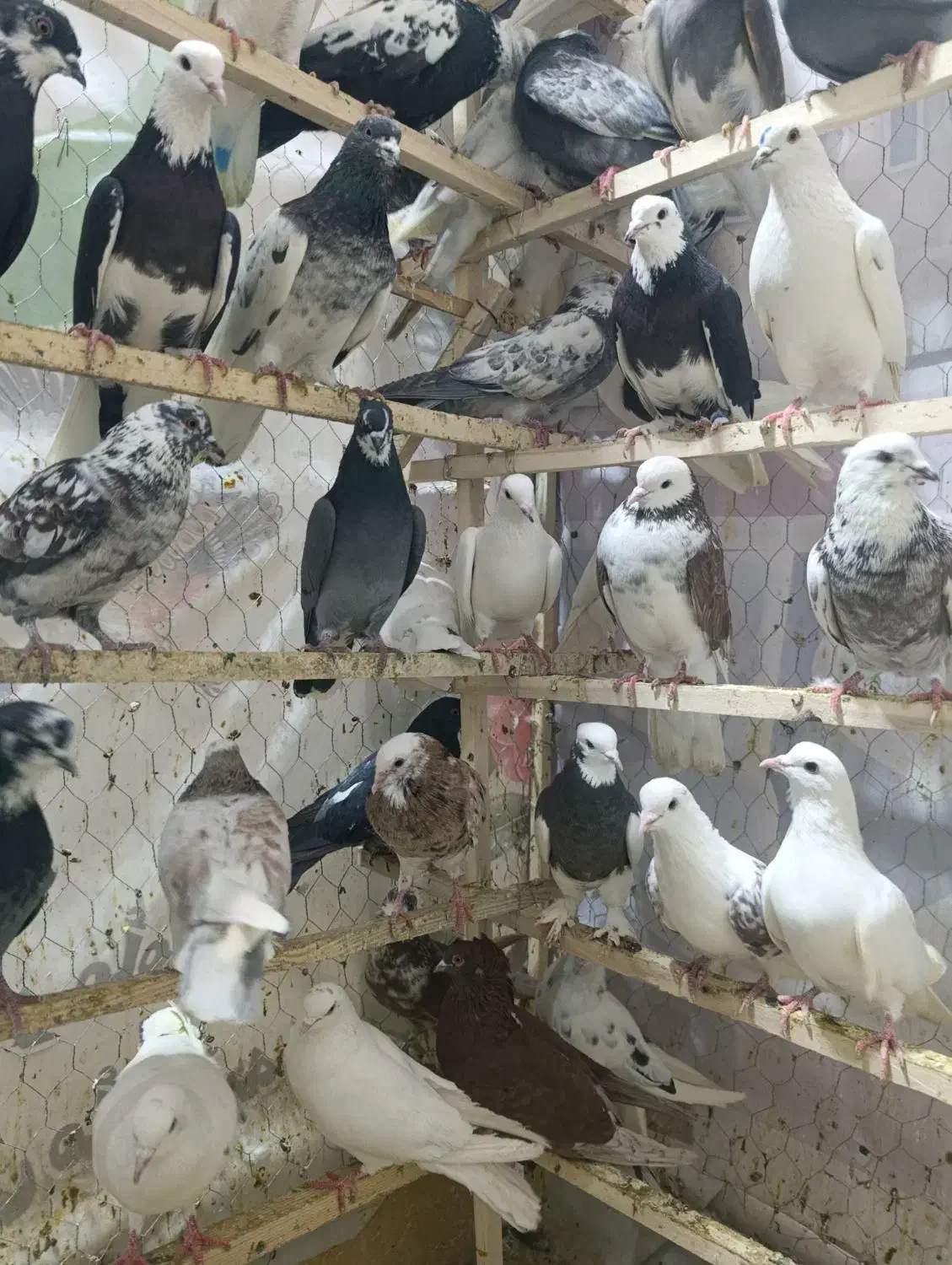 کفتر|پرنده|زرندیه, |دیوار