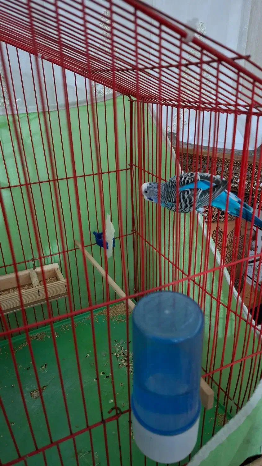 مرغ عشق|پرنده|مشکیندشت, |دیوار