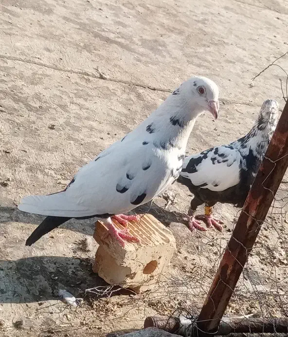 کفتر نروماده سینه سلیمونی|پرنده|شیراز, سعدیه جنوبی|دیوار
