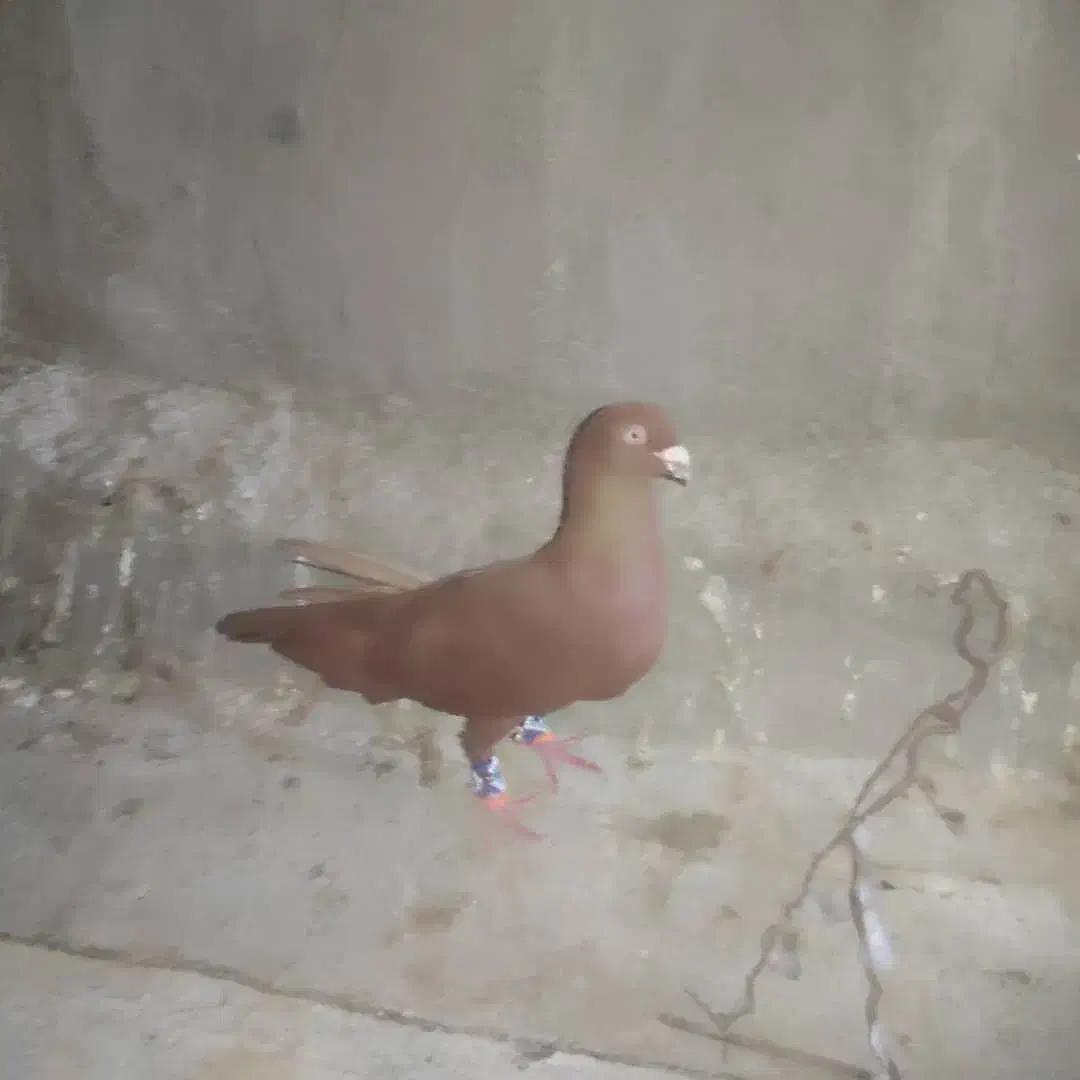 کبوتر رنگی|پرنده|بندر ماهشهر, |دیوار
