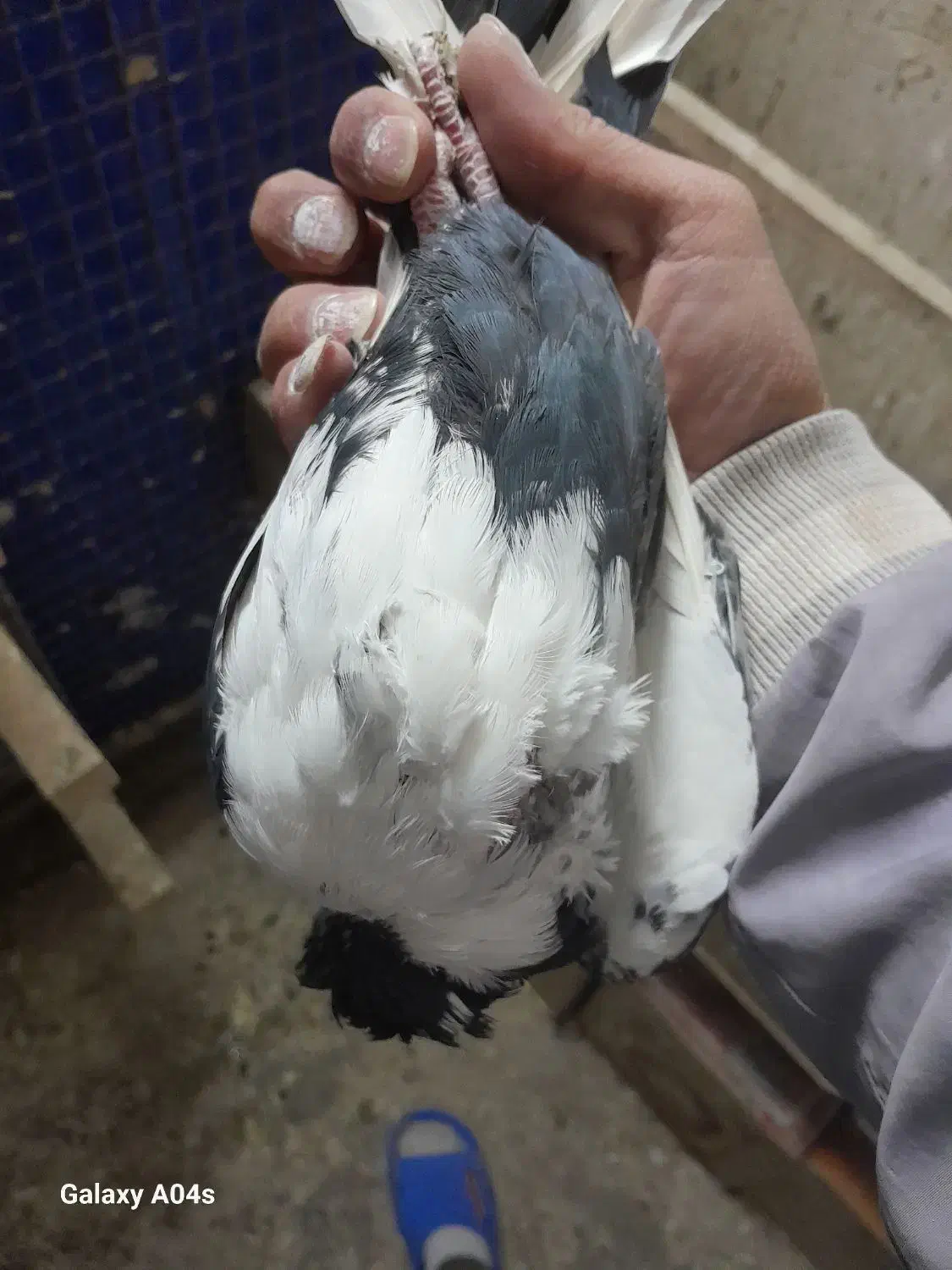 کبوتر|پرنده|همدان, |دیوار