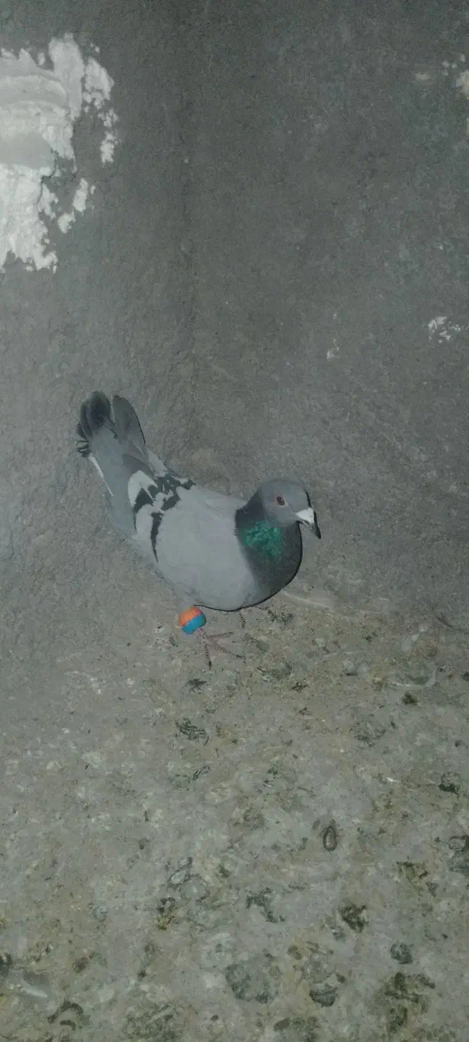 پرنده|پرنده|مشهد, درابد امام|دیوار