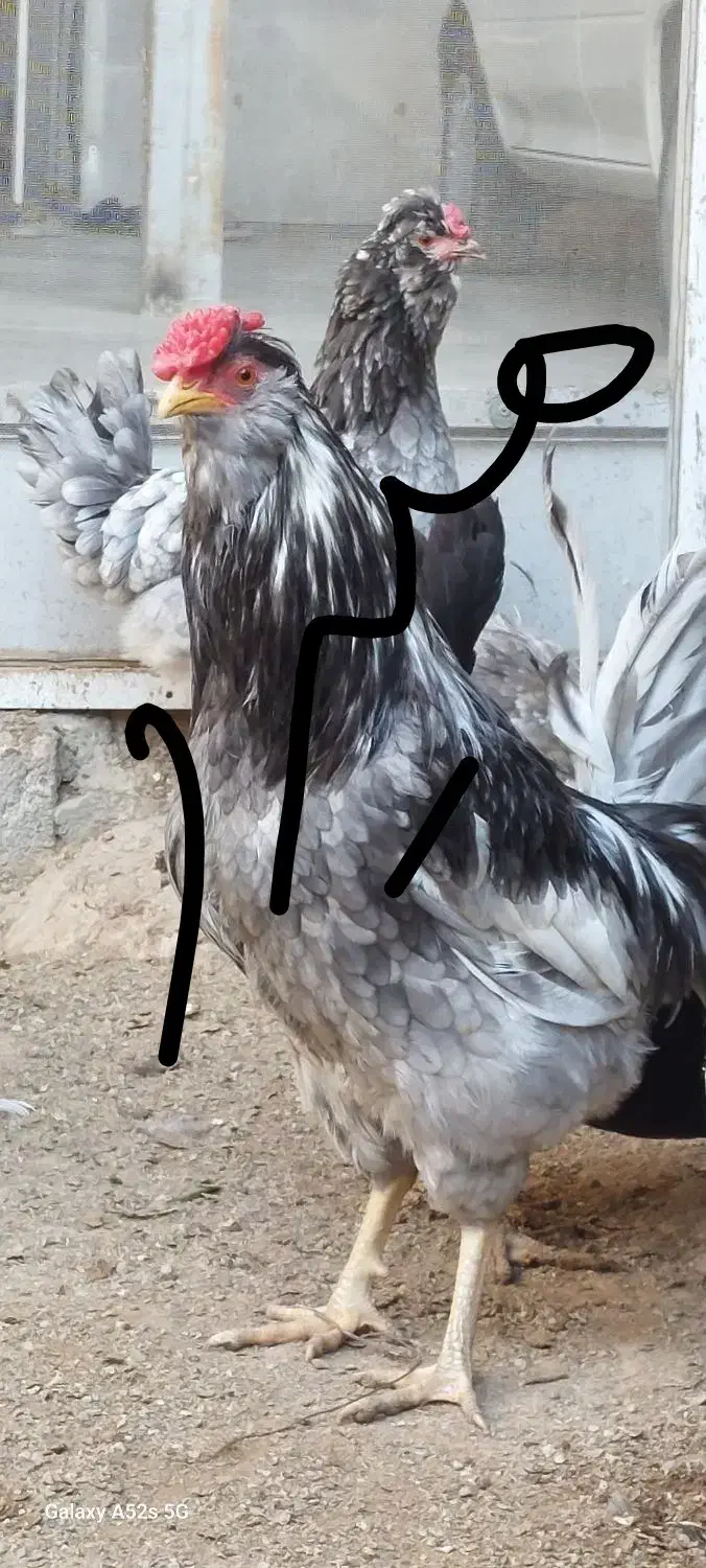 تخم مرغ نطفه دار گلین هیرو|حیوانات مزرعه|کهریزک, |دیوار