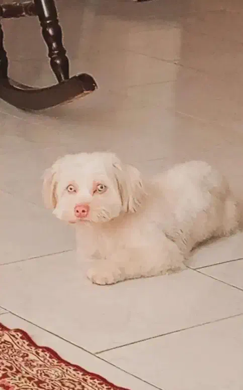 شیتزو کراس آلبینو|سگ|کرج, شهرک اوج|دیوار