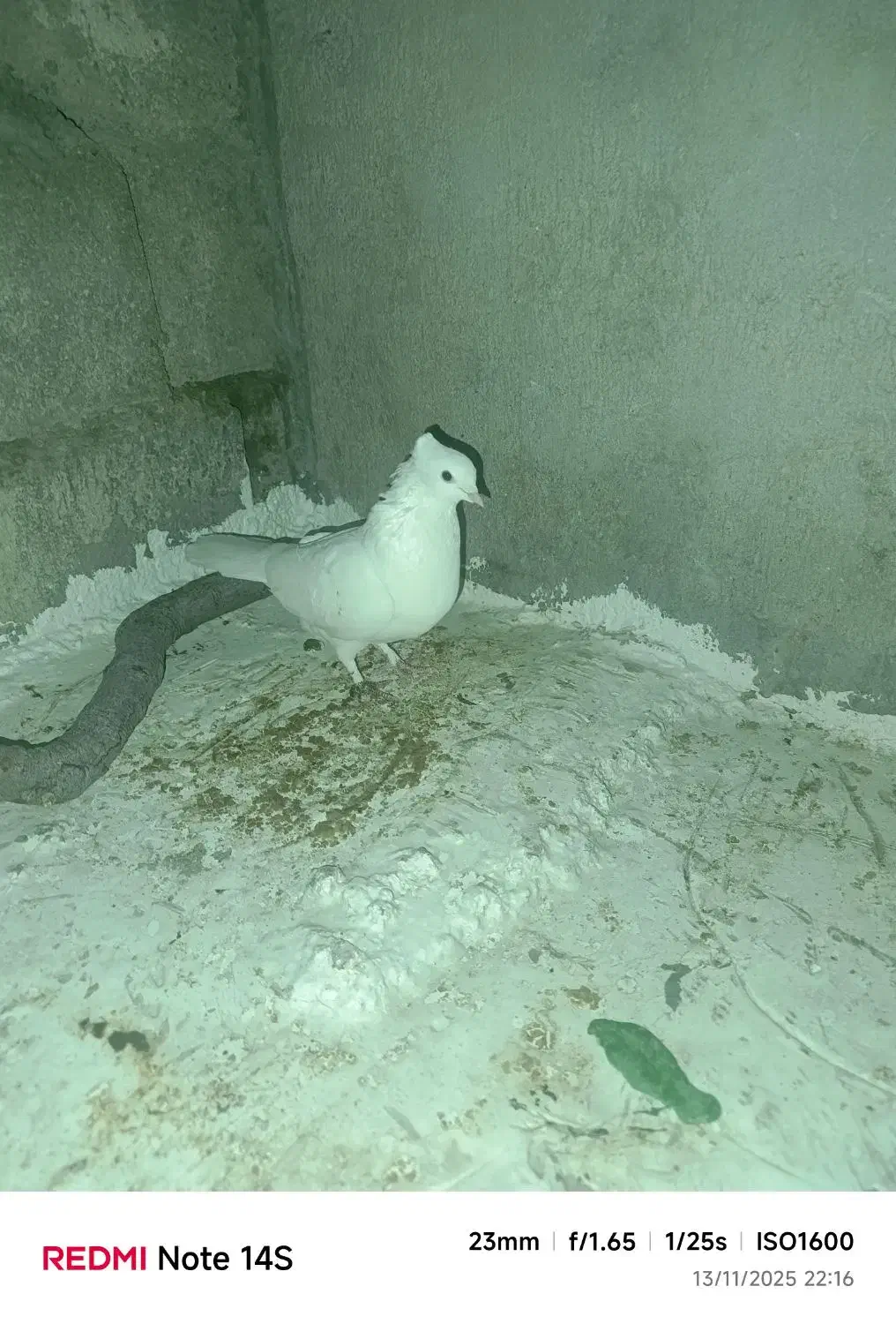 سلام فروش یک جفت کبوتر طوقی|پرنده|دهدشت, |دیوار