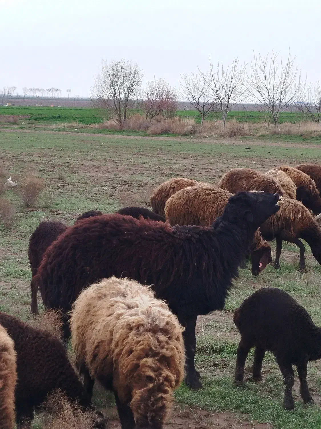 قوچ|حیوانات مزرعه|بشاریات, |دیوار