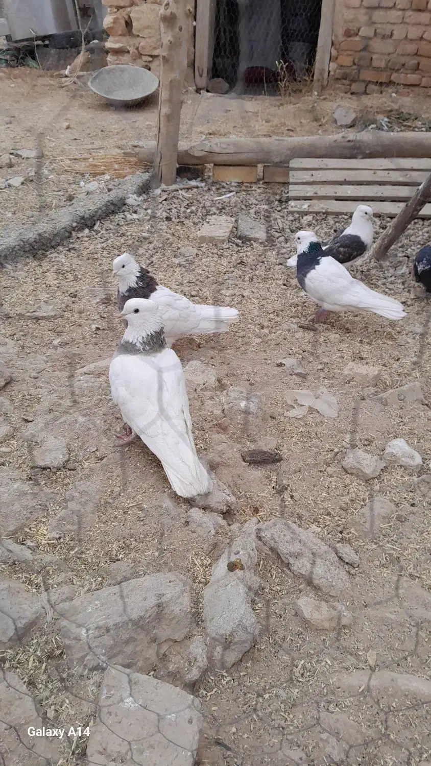 کفتر کبوتر طوقی|پرنده|سجاس رود, |دیوار