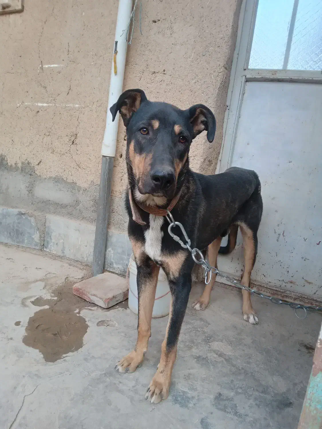 سگ نگهبان|سگ|گلپایگان, |دیوار