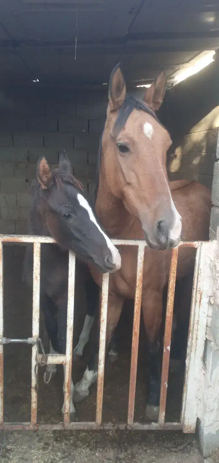 مادیان چاپاری|اسب و تجهیزات اسب‌سواری|مهریز, |دیوار