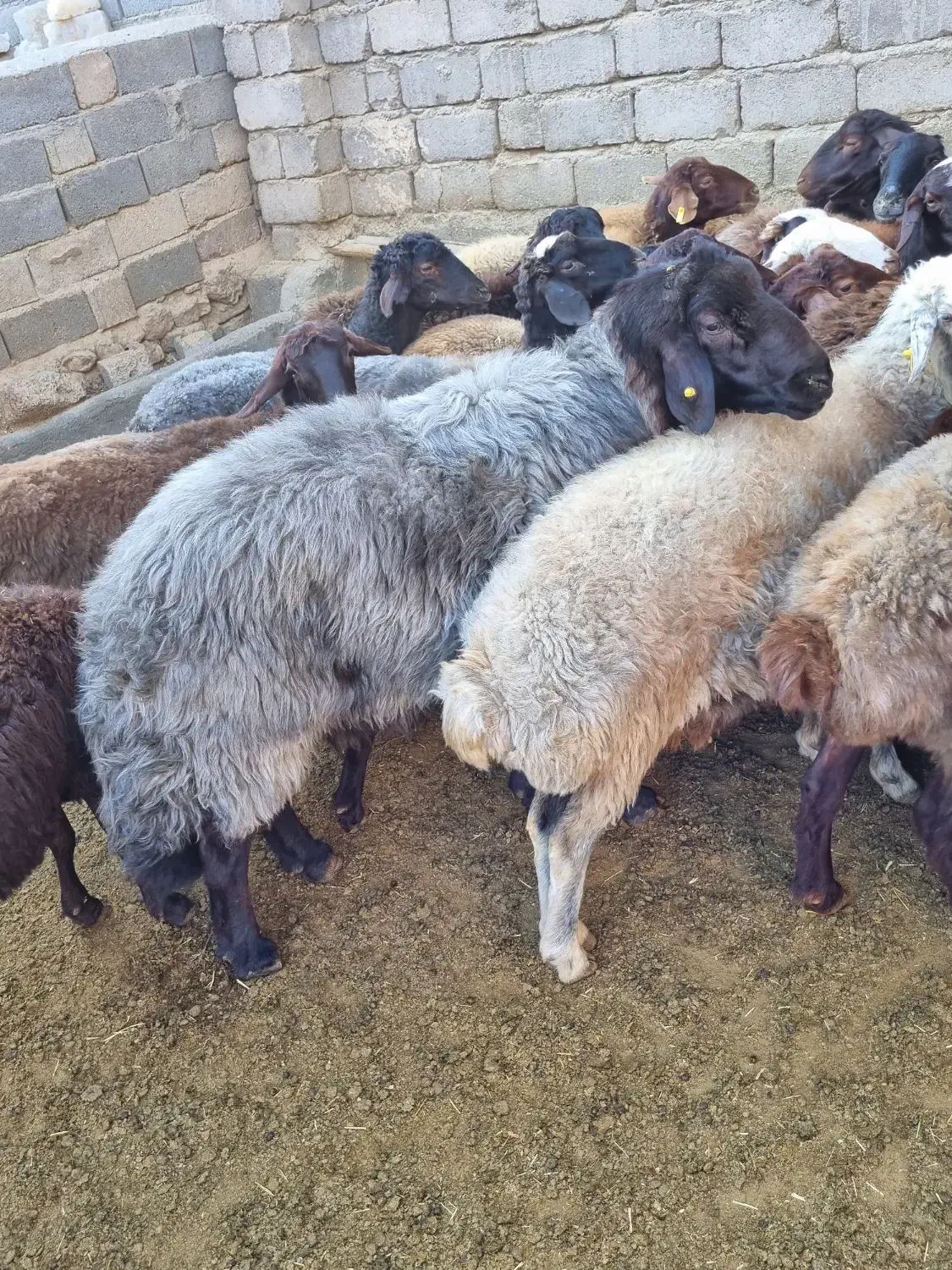 نر بره و قوچ هترو|حیوانات مزرعه|شاهرود, |دیوار