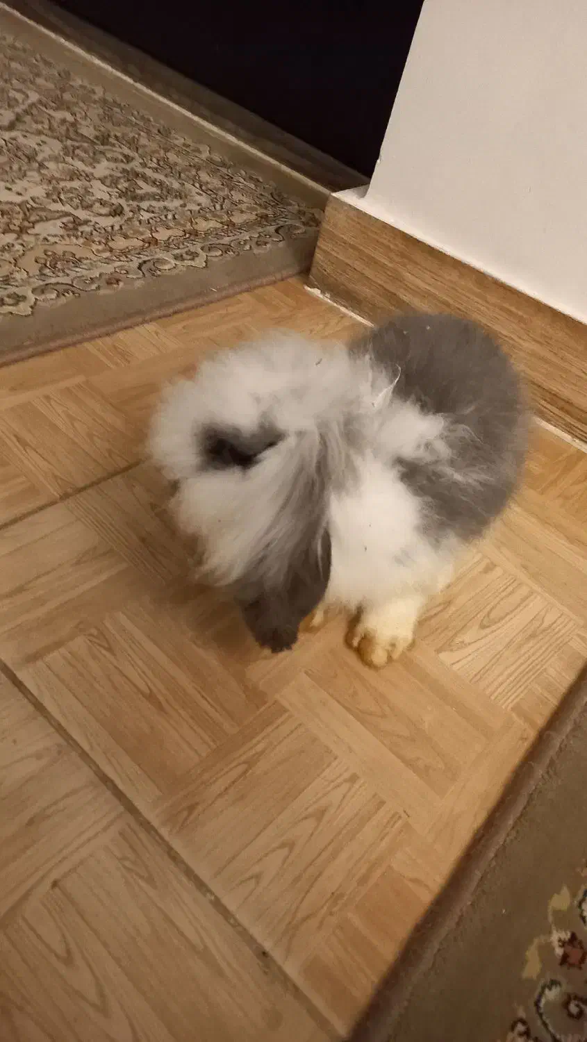 خرگوش لوپ|موش و خرگوش|لاهیجان, پردسر|دیوار