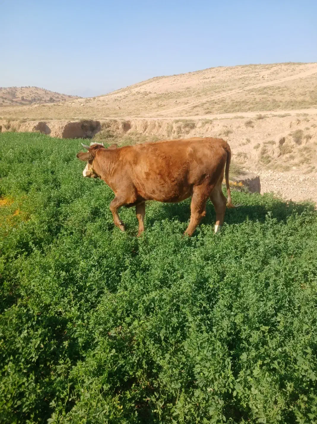 گوساله|حیوانات مزرعه|خرمآباد, |دیوار