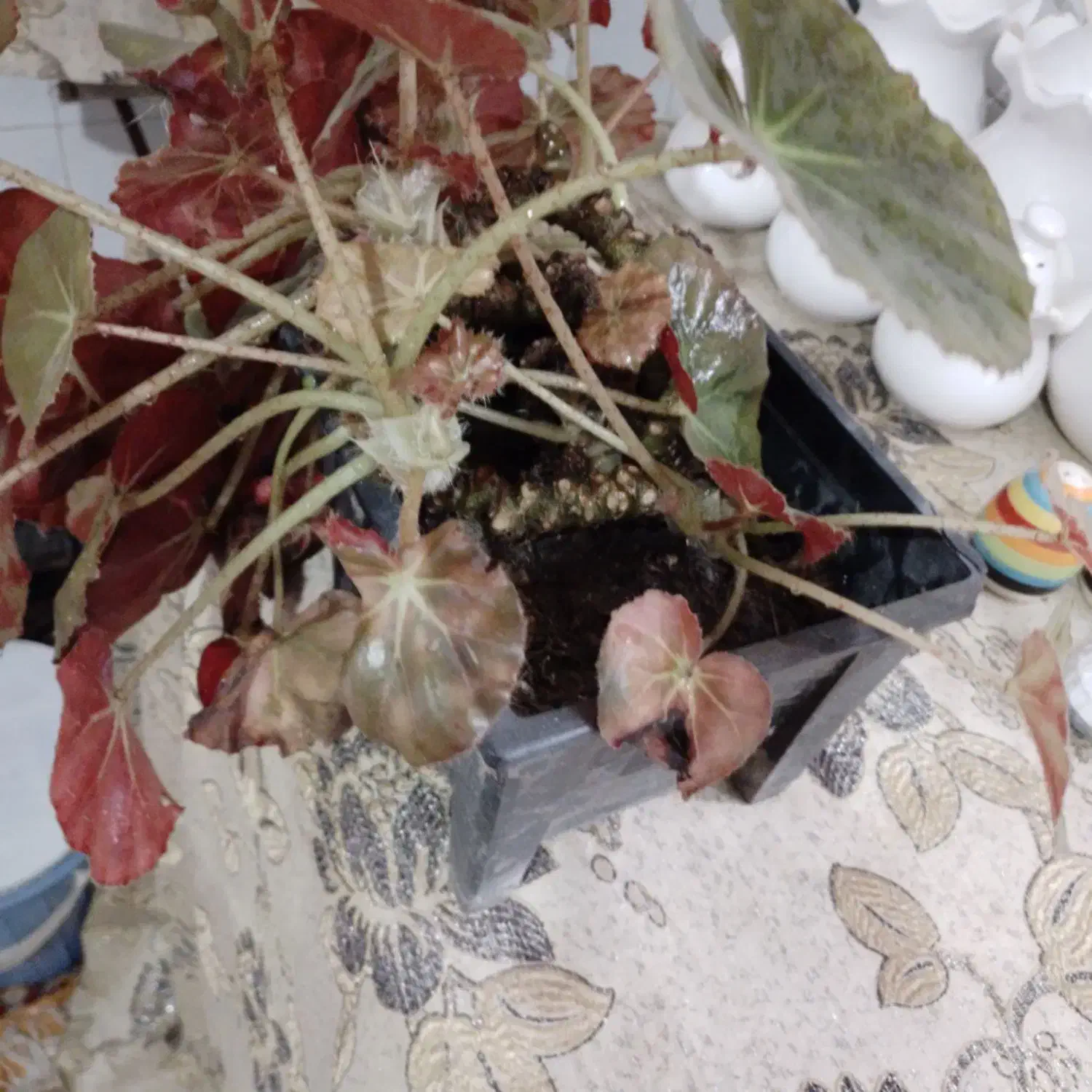 دوعددگل زیبابه همراه گلدان۲۵۰|گل و گیاه طبیعی|لنگرود, |دیوار