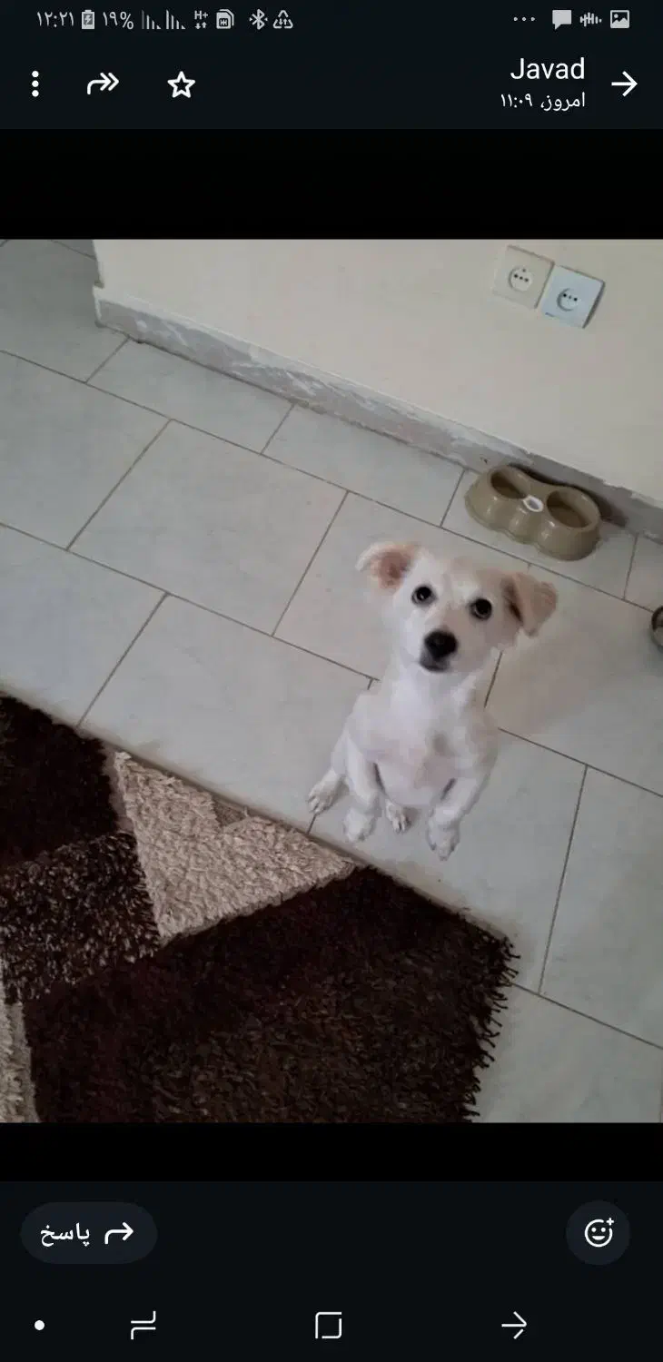 سگ نژاد اشپیتز پامرین|سگ|شیراز, شهرک مخابرات|دیوار